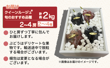 【先行受付2025年発送】クイーンルージュ（R)と旬のおすすめ3種セット（合計3~4房、約2kg）｜秀果園　※2025年9月中旬以降発送予定　種なし　皮ごと　ぶどう　クイーンルージュ