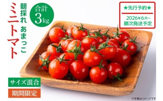 訳あり トマト 不揃い ミニトマト あまっこ 約3kg 朝採れ やさい 野菜 トマト 甘い プチトマト 新鮮 フレッシュ 産地直送 とまと 新鮮野菜 夏野菜 ミニトマト サラダ 人気 おすすめ ビタミン ダイエット 美容 美肌 健康 食べやすい 10000円以下 ふるさと納税 送料無料 茨城県 鹿嶋市