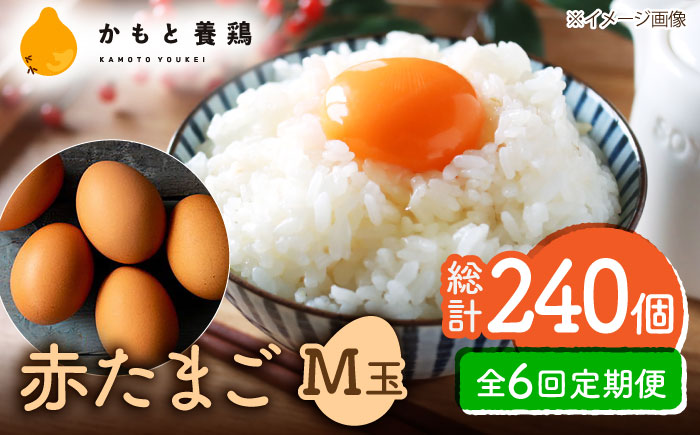 【全6回定期便】 【化粧箱入り】赤たまご M玉 40個 (37個＋割れ保証3個)【株式会社 かもと養鶏】 [ZCA004]