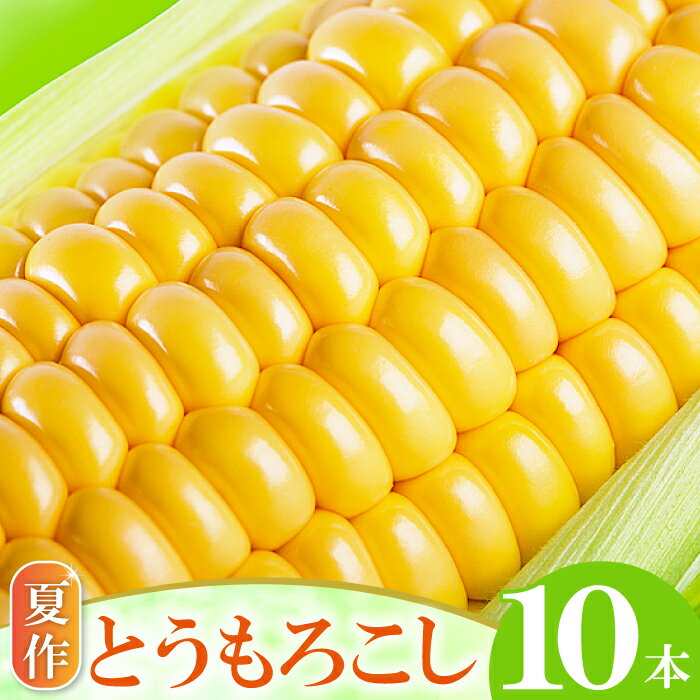 【ふるさと納税】 先行予約 夏作 朝採れ とうもろこし 10本 早期予約 期間限定 季節限定 お土産 野菜 夏野菜 夏 トウモロコシ バーベキュー スープ やさい