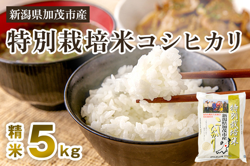 
            【令和7年産新米先行予約】新潟県加茂市産 特別栽培米コシヒカリ 精米5kg 《10月中旬から順次出荷》 白米 従来品種コシヒカリ 加茂有機米生産組合
          