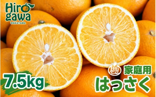 
                  はっさく 7.5kg+250g（痛み補償分） 家庭用 光センサー / 八朔 訳あり 甘い 和歌山 有田 柑橘 ※1月上旬〜4月下旬頃に順次発送予定 ※北海道・沖縄・離島への配送不可 【ikd021-c-7d5A】
                
