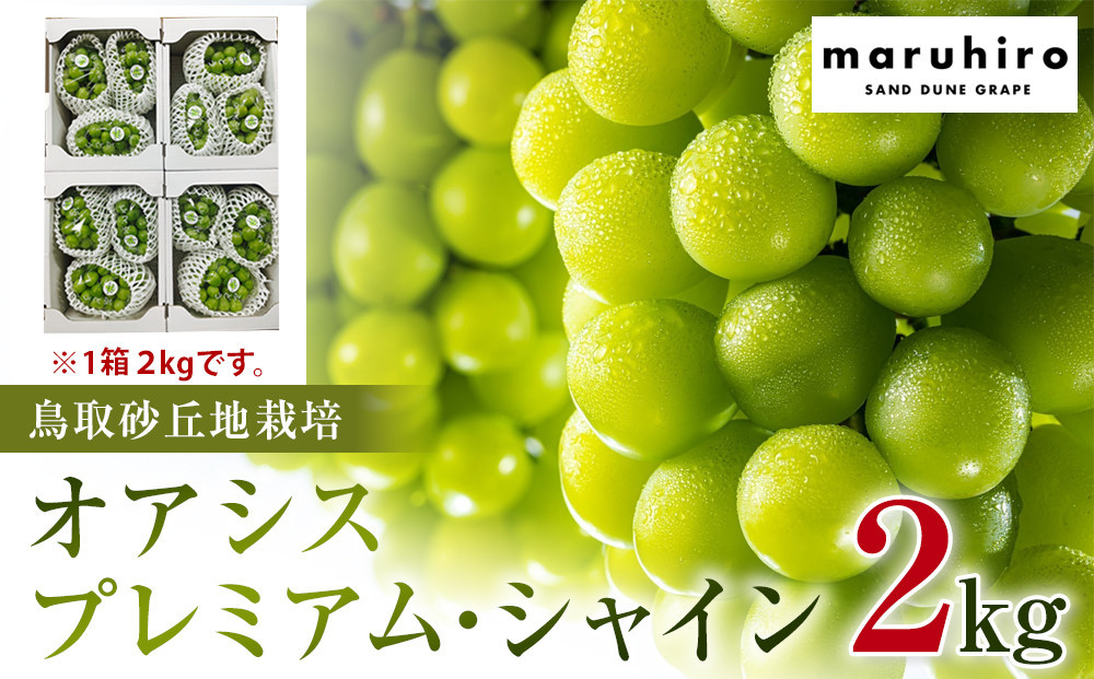 542.【先行予約】オアシス・プレミアム・シャイン 2kg（鳥取砂丘地栽培） ｜ シャインマスカット 葡萄 ぶどう 産地直送 フルーツ 果物 甘い 人気 ※2025年8月下旬頃～10月下旬頃に順次発送 313726_BF001