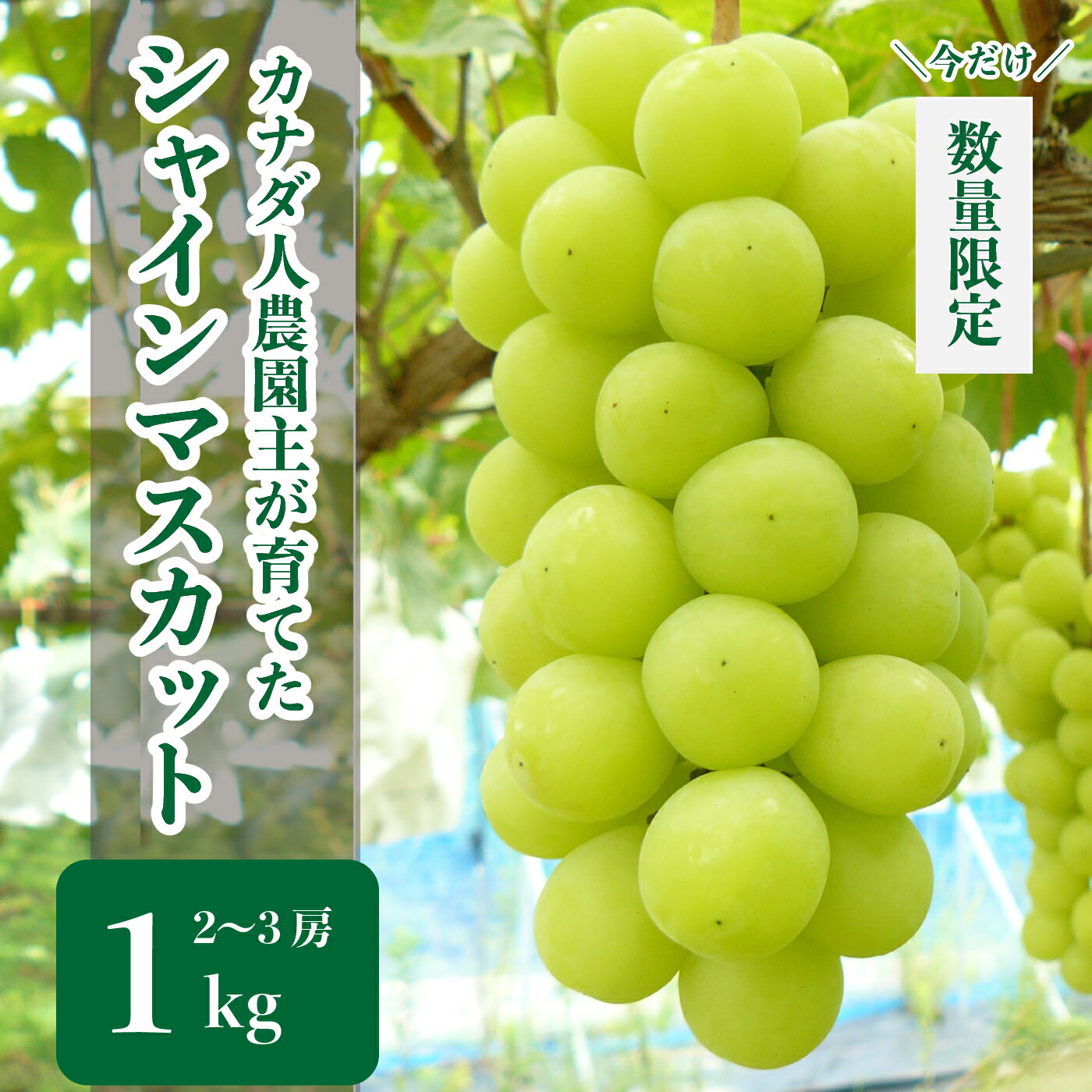 【ふるさと納税】シャインマスカット 約1kg(2～3房)【先行予約・数量限定】カナダ人農園主 ぶどう ブドウ マスカット フルーツ 果物 くだもの 産地直送 世羅 ラピアビンヤード【2025年9月下旬以降順次発送】A021-04
