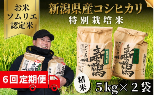 【先行予約】【令和8年産】〈6回定期便〉 【お米ソムリエのお米】 特別栽培米コシヒカリ 精米 10kg（5kg×2袋） 新潟県 五泉市 エバーグリーン農場