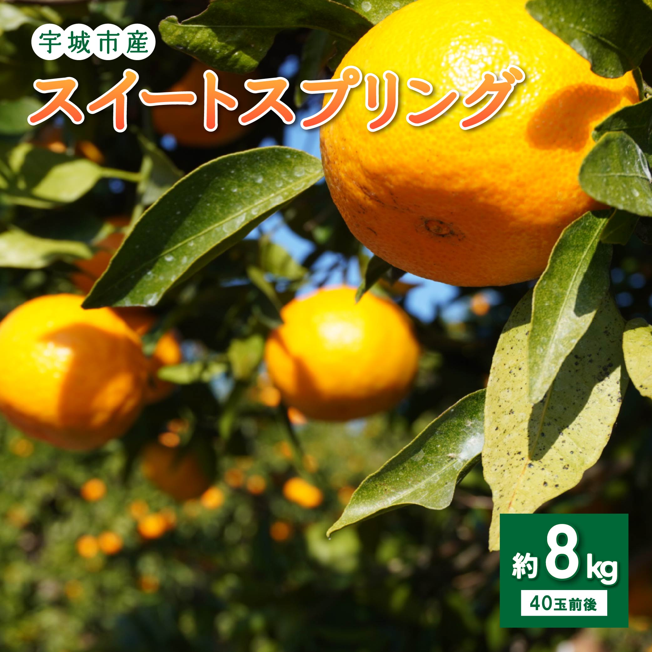【ふるさと納税】 先行予約 スイートスプリング 約8kg (40玉前後) 【2025年12月上旬から2026年1月下旬頃発送予定】 フルーツ 果物 くだもの 熊本県産 九州産 国産 送料無料 ひでみかん