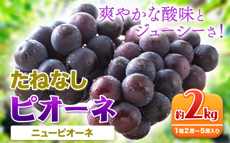 たねなし ピオーネ 約2kg 厳選館 《2025年8月下旬-10月中旬頃出荷》 和歌山県 日高川町 フルーツ ぶどう ピオーネ たねなし 2kg 和歌山県産 【配送不可地域あり】ブドウくだもの果物フル