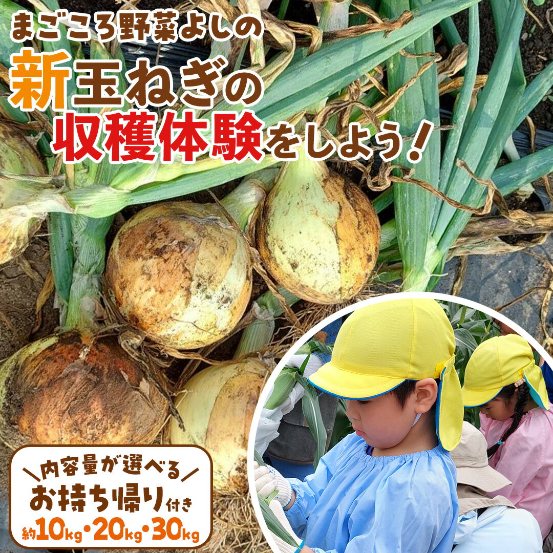 【ふるさと納税】新玉ねぎの収穫体験をしよう！ ( 選べるお持ち帰りの内容量 ) 収穫体験 体験 玉ねぎ 玉葱 タマネギ 野菜 新玉 たまねぎ