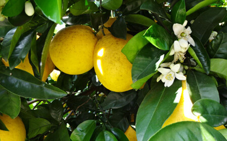 【先行受付】特別栽培河内晩柑 7kg サイズミックス 河内晩柑 晩柑 ばんかん 柑橘 みかん 果物 フルーツ【2026年4月上旬から7月上旬発送開始】