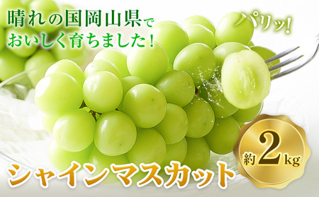 シャインマスカット 約2kg ぶどう マスカット