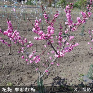 ＜すだ農園＞2年生 苗木◇ウメ(花梅) 摩耶紅梅(まやこうばい)[地掘苗 2023年] ※2024年11月中旬～2025年4月頃に順次発送予定 ※北海道・沖縄・離島への配送不可