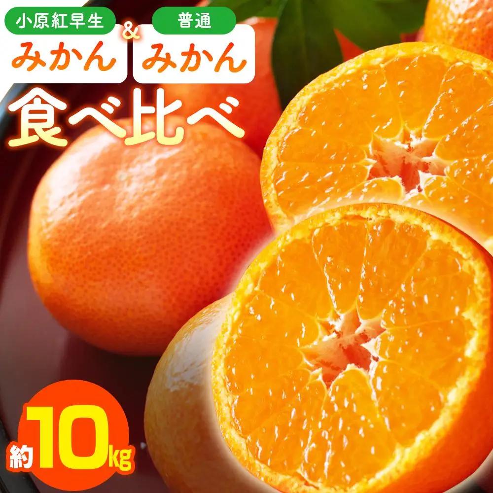 小原紅早生みかん・普通みかん　食べ比べ　約10kg【2026年11月中旬～2027年1月中旬配送】