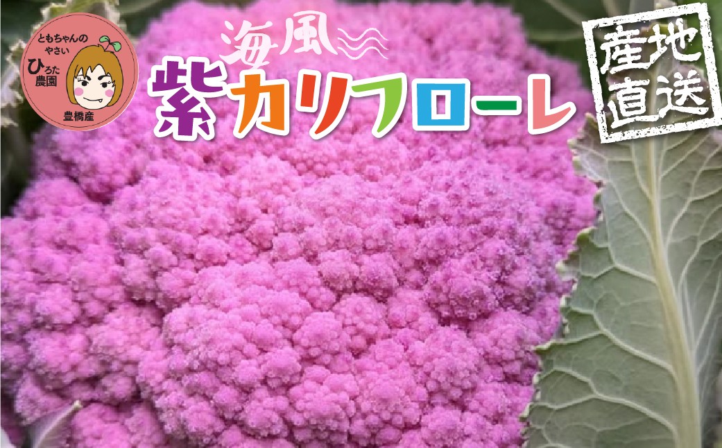 
                  紫カリフローレ【選べる2個・4個・8個】彩り野菜 紫カリフラワー 花野菜 彩り野菜 ともちゃんのやさい 国産 愛知県 豊橋産
                