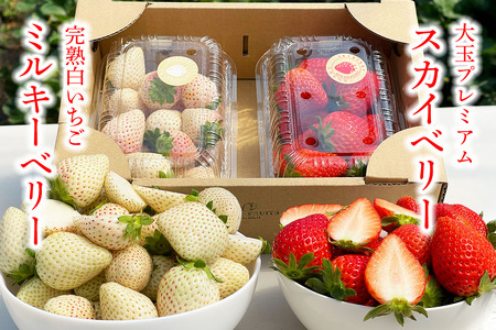 [先行予約] 日光産 プレミアムいちご「スカイベリー＆ミルキーベリー」各1パック 計約600g [2026年1月中旬から順次発送]｜ミルキーベリー スカイベリー いちご イチゴ 苺 果物 日光産 栃木