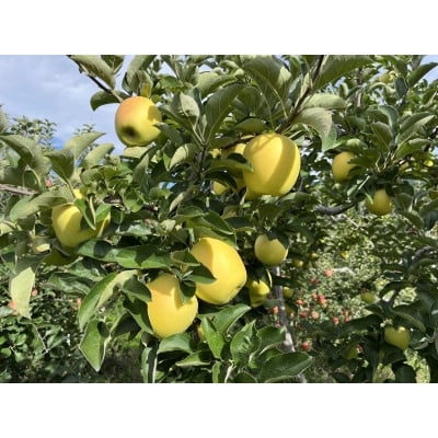 
                  シャキシャキ!サクサク!シナノゴールド 家庭用 約5kg【1660785】
                