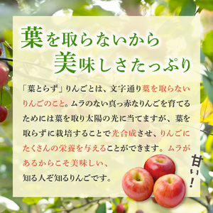 【2024年12月後半発送】【訳あり】青森県産葉とらずサンふじりんご約5kg