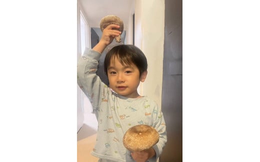 大きさいろいろ 肉厚プリプリ生椎茸１kg[1130] しいたけ シイタケ