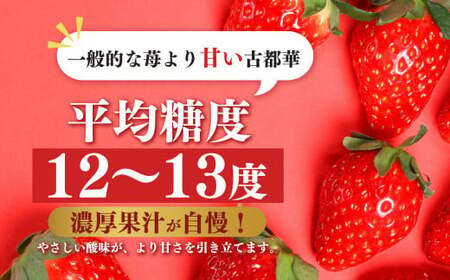 【食べ比べ】 平群の『古都華』＋希少『古都姫』（L～２Lサイズ）各1パック 計2パック 阪野農園 | 果物 くだもの フルーツ 苺 イチゴ いちご ストロベリー 古都華 ことか 古都姫 ことひめ 食べ