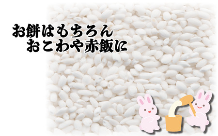 先行予約 岩美町産もち米（ハクトモチ）3kg 令和7年産｜鳥取 岩美町 もち米 ハクトモチ 精米 発送は2025年11月～【31029】