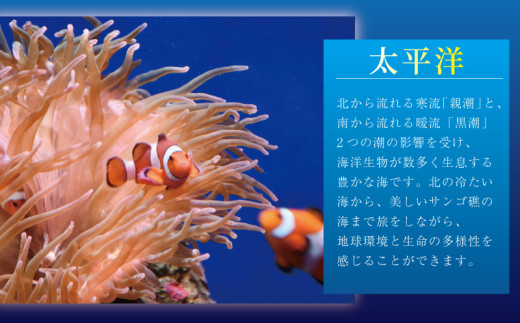 入場券 水族館 チケット 新江ノ島水族館 前売券 ( 大人 1枚 幼児 1枚 ) 江ノ島 江の島 えのすい 利用券 券 体験チケット イルカショー 体験型 アクティビティ 前売り券 お出かけ 子ども 