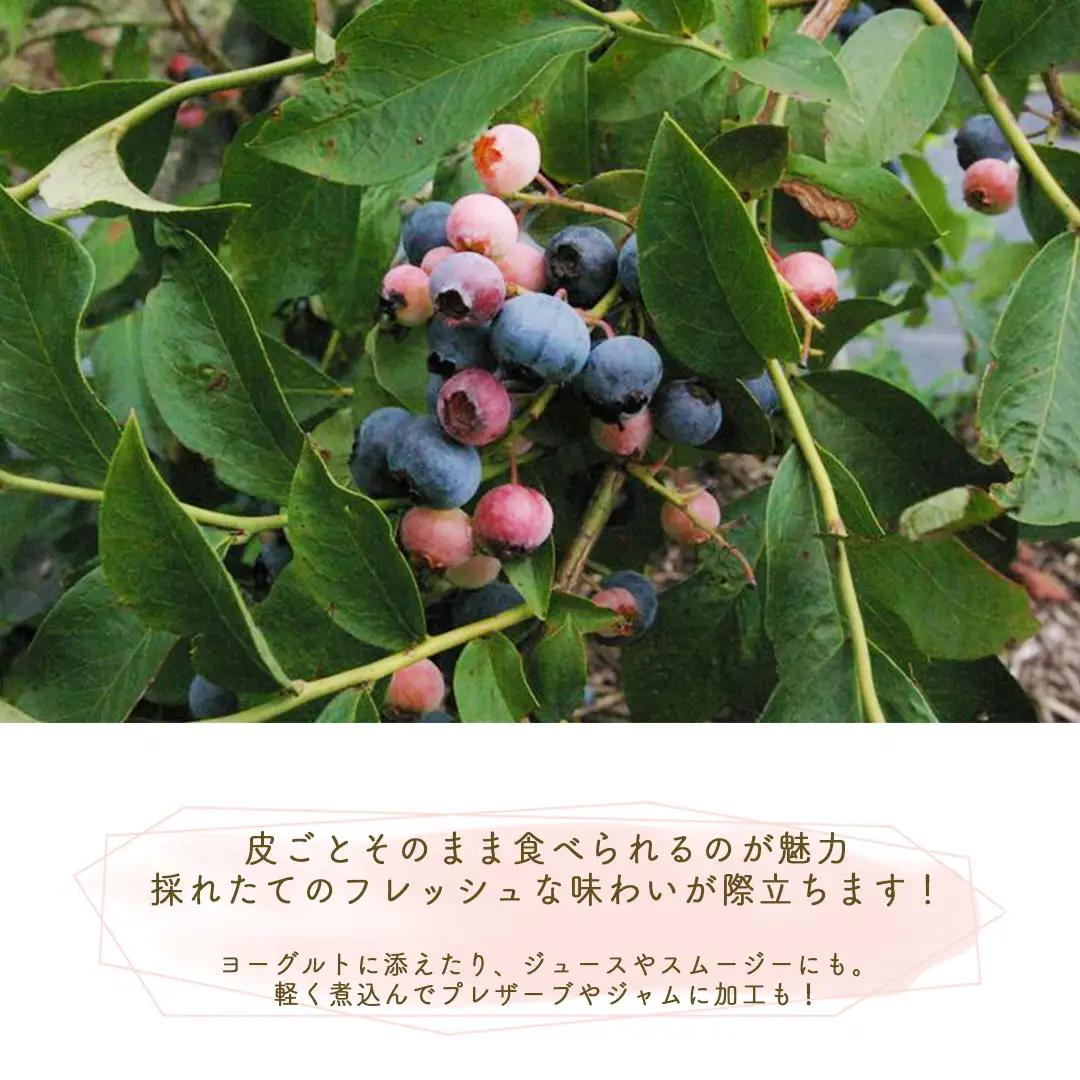 朝摘みブルーベリー 生果実 1kg ベリー 