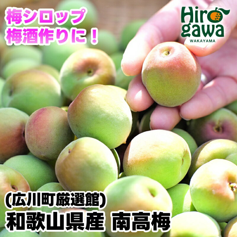 【ふるさと納税】 南高梅 青梅 和歌山 ※6月上旬～6月下旬頃に順次発送 / 梅 うめ 梅酒 うめぼし 梅干 梅シロップ 梅ジャム ※北海道 ・沖縄・離島への配送不可 //hokaf
