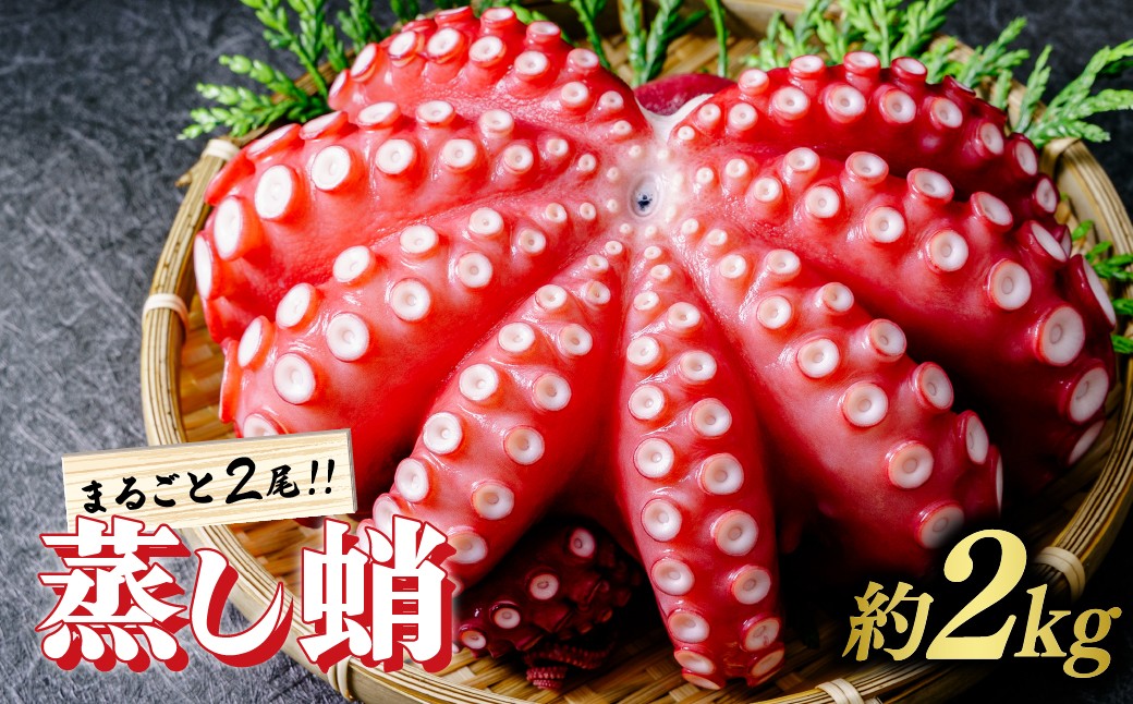 
                  ＜冷蔵配送：要着日指定＞蒸し蛸　まるごと2尾(約1kg×2) | 刺身用 茹でダコ タコ たこ 刺身 蛸 1000g 2000g ダコ 刺身用タコ ゆでダコ タコ刺し 海鮮 お刺身 人気 ランキング 贈答用 ギフト ふるさと納税【1212078】
                