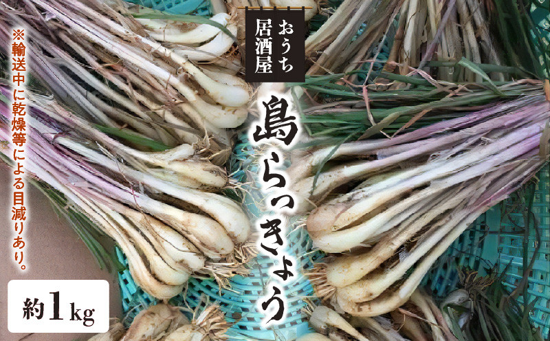 
【先行受付】おうち居酒屋。島らっきょう 約1kg /沖永良部島産【4月初旬～7月下旬】
