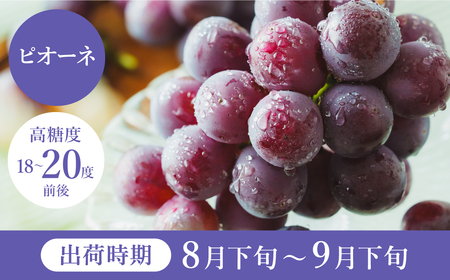 【2026年先行予約】数量限定 訳あり 豊岡ぶどう「ピオーネ」 約300g×6パック ／ ぴおーね ブドウ 葡萄 訳ありぶどう 大粒 強い甘み 爽やかな酸味 新鮮 果物 産地直送 くだもの フルーツ 