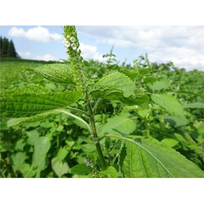 ふるさと納税 尾花沢市 えごま油 ミニボトル 2本セット(白生しぼり・黒生しぼり 50g×各1本) |  | 01