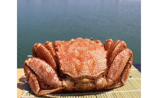 オホーツク産 大 毛ガニ 冷凍 570ｇ かに 蟹ミソ かにみそ 焼きがに かに鍋 北海道 ふるさと納税 雄武 雄武町【12402】