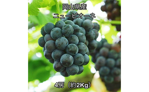 
                  ニューピオーネ４房（約2kg） 岡山県産
                