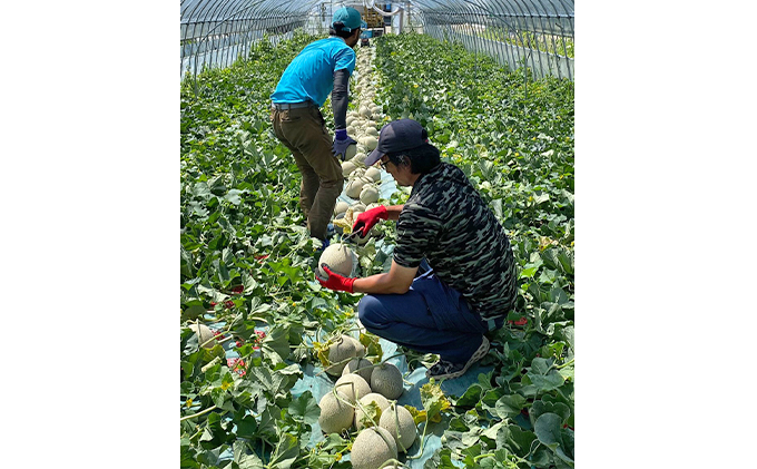 【2024年7月中旬～発送】北海道 ふらの 赤肉メロン 2玉入り 約1.6kg×2玉 (守田農園) メロン フルーツ 果物 新鮮 甘い 贈り物 ギフト 道産 ジューシー おやつ ふらの ブランド