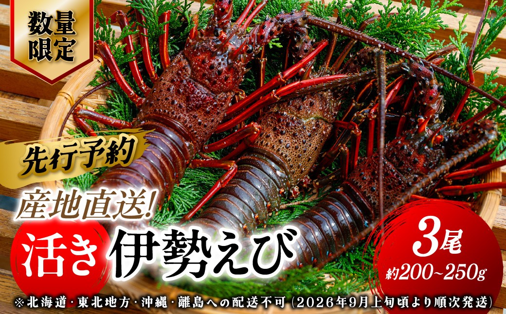 
                  【先行予約】【数量限定】産地直送！活き伊勢えび 約200～250g×3尾 ※北海道・東北地方・沖縄・離島への配送不可（2026年9月上旬頃より順次発送）【 ふるさと納税 人気 おすすめ ランキング 伊勢海老 伊勢えび 伊勢エビ えび エビ 海老 活き伊勢エビ 活き伊勢えび 海鮮 新鮮 愛媛県 伊方町 送料無料 】 IKTJ009
                