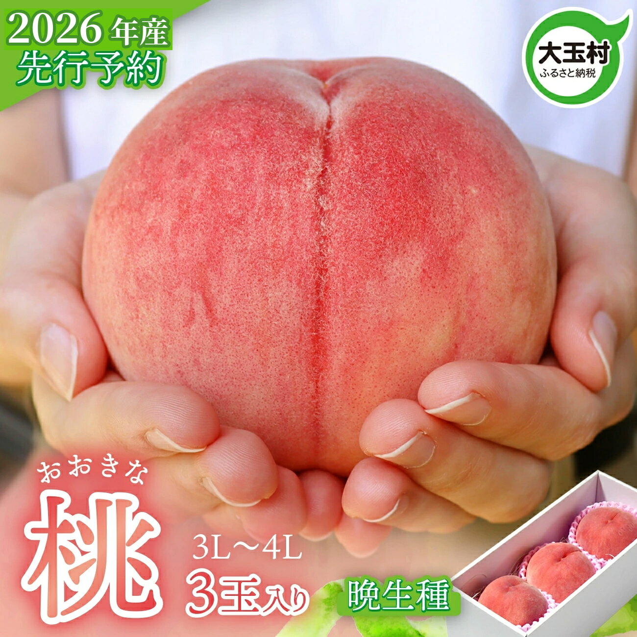 【ふるさと納税】 もも 桃 福島 2026年 先行予約 3玉 大きいサイズ( 3L 〜 4L ) 2026年8月中旬-9月下旬発送 晩生種 ｜ 大玉 福島県 大玉村 菊地果樹園 令和7年 白桃 川中島白桃 さくら ゆうぞら 果物 フルーツ くだもの 産地直送 送料無料 ギフト 贈答 ｜ kk-mm01-R8