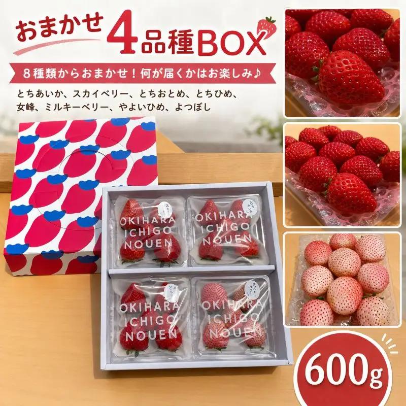 いちご 人気 食べ比べ 4品種 おまかせセット 約600g 【先行予約】 栃木県 矢板市 澳原いちご農園