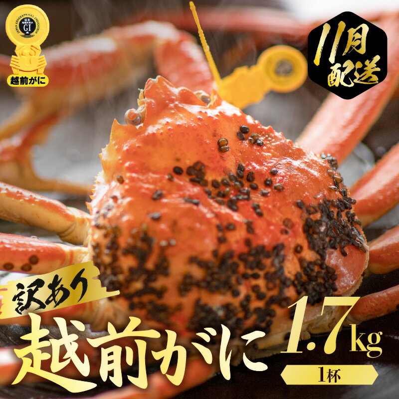 【ふるさと納税】【訳あり】≪浜茹で≫越前がに 極み（きわみ）サイズ（生で約1.7kg〜）規格外でも贅沢！食べ応え十分 食べ方しおり付き【 贈答 ギフト 雄 ズワイガニ 冷蔵 かに カニ 蟹 福井県】【11月発送分】希望日指定可 備考欄に希望日をご記入ください [e57-x010_11]