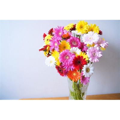 ふるさと納税 碧南市 【ラッピング付】生花 ピンクガーベラ の花束 50本 ギフト H193-002 |  | 01