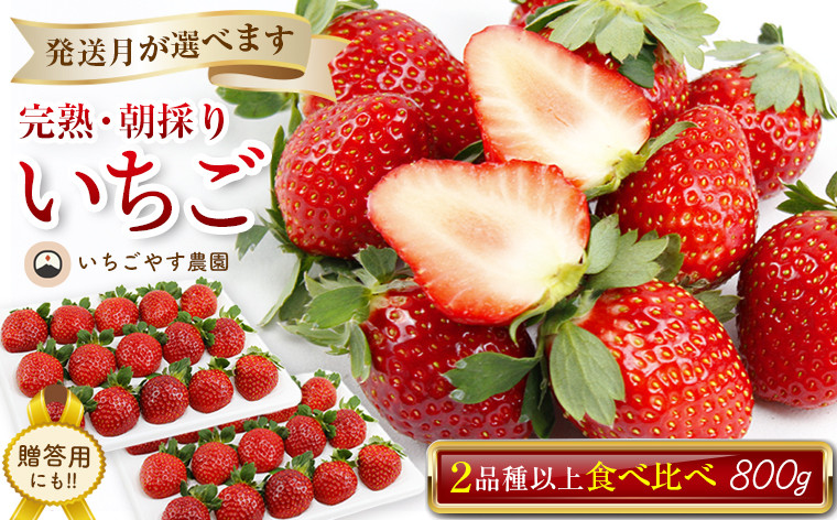 
            【発送時期が選べます】完熟・朝採りいちご400g×2箱（2品種以上／冷蔵） いちごやす農園
          