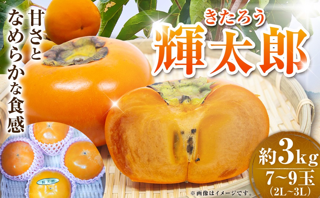 
                  輝太郎 約3kg 7-9玉（2L-3L） 【2026年9月下旬～10月上旬発送予定】 柿 輝太郎柿 かき 果物 くだもの フルーツ 福岡県 うきは市
                