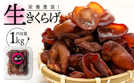 U01-001 生きくらげ