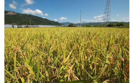 《令和8年産》モチ米 5kg こめ コメ おこめ 精米 お米 ごはん おコメ AS003