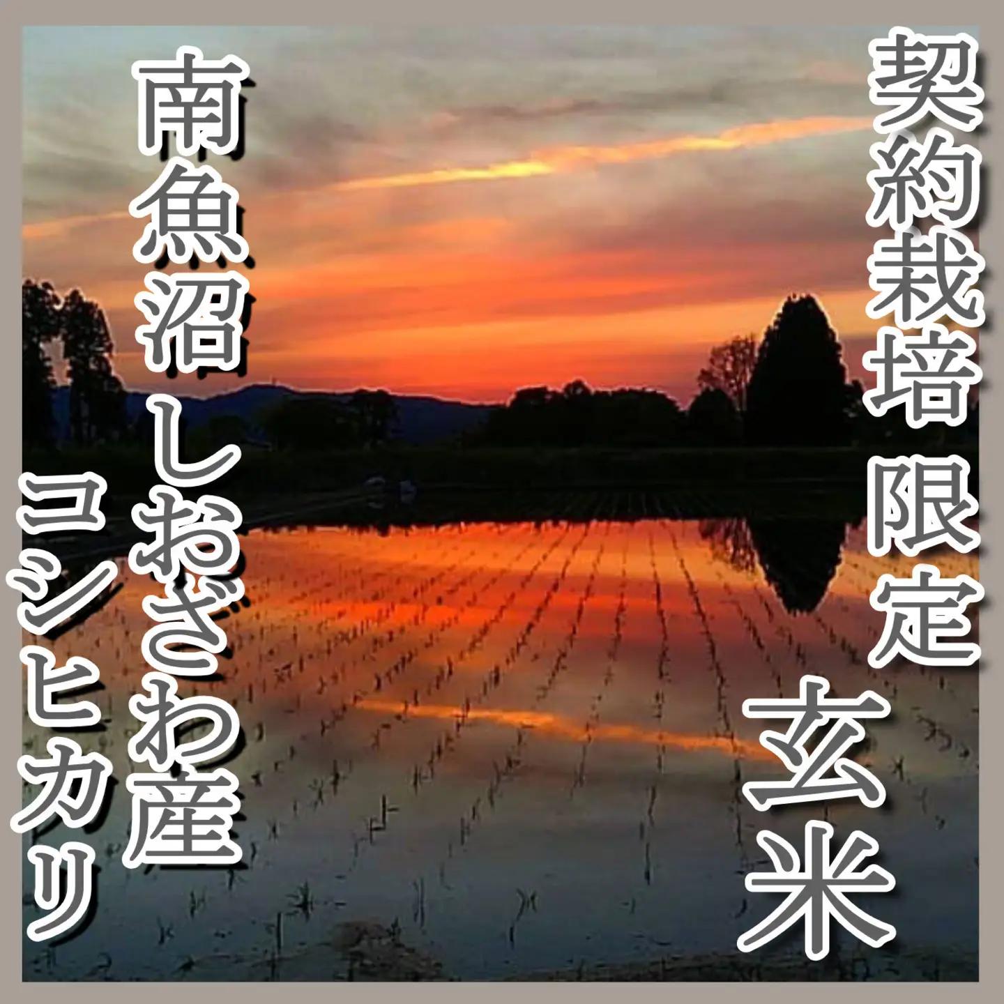 【令和7年】●玄米● 【定期便4Kg×12ヶ月】 生産者限定 南魚沼しおざわ産コシヒカリ｜こしひかり
