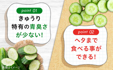 鮮度バツグン！広島県江田島市産きゅうり 5kg×1箱（A級品Lサイズ） 胡瓜 キュウリ 野菜 やさい 国産 江田島市/ひろしま農業協同組合江田島アグリセンター[XCA001]
