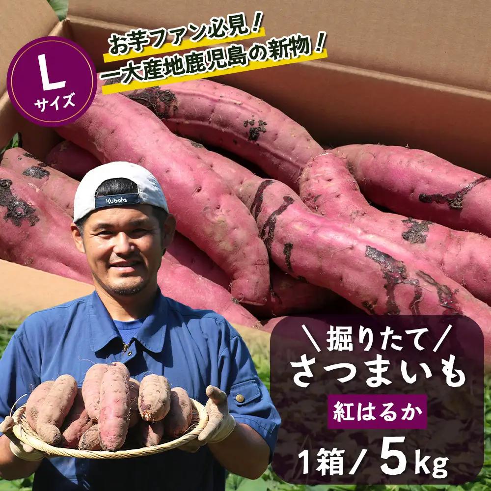 【先行予約：2026年9月中旬配送～】掘りたて さつまいも 紅はるか 5kg Lサイズ (おすそ分け袋／自宅で簡単レシピ付き）FR-532 | 秋の味覚 2026年秋収穫 新物 さつまいも サツマイモ