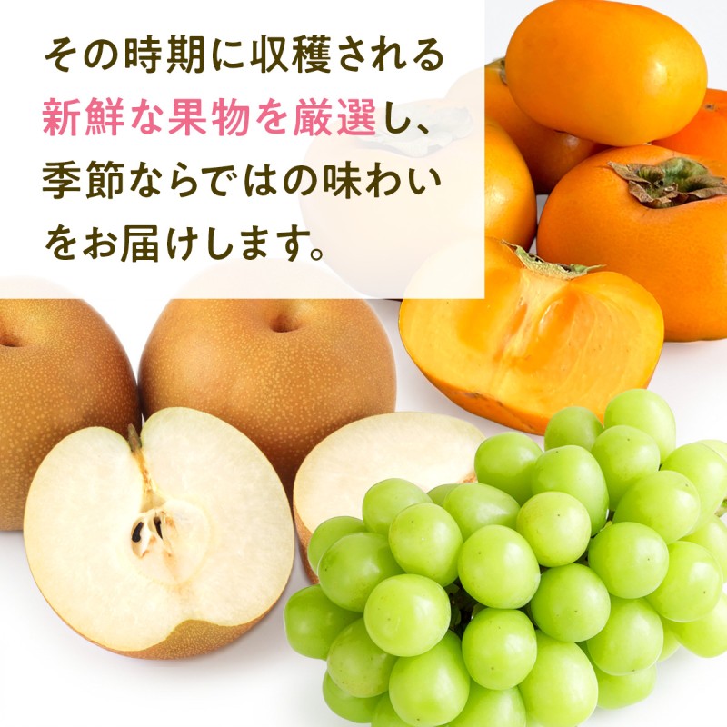 果物 3ヶ月 定期便 先行予約 2026年8月より順次発送 (シャイ