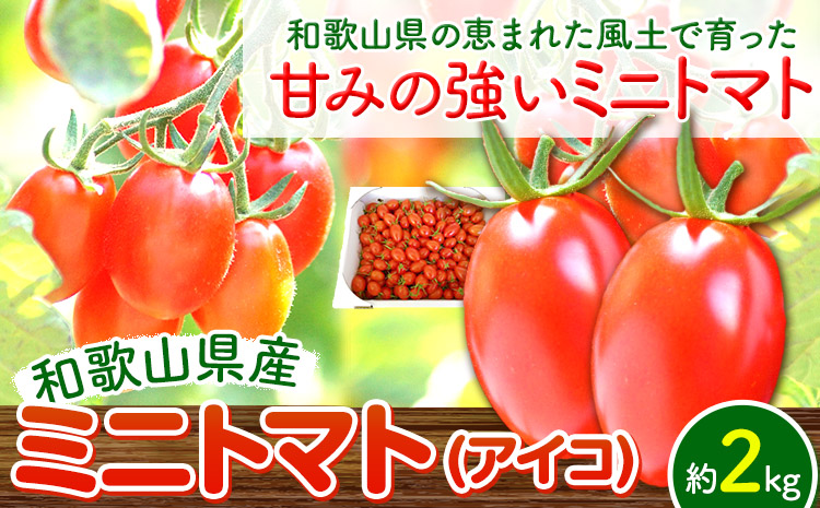 トマト ミニトマト ミニトマト (アイコ) 約 2kg入 株式会社 はし長《12月中旬-7月上旬頃より発送予定(土日祝除く)》和歌山県 日高川町 贈り物 ギフト 野菜 アイコトマト とまと---wshg_chsn1_g127_23_14000_2kg---