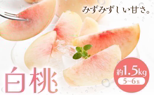 【2026年先行予約】白桃 約1.5kg もも モモ 岡山 国産 フルーツ 果物 桃茂實苑《2026年6月中旬-8月下旬頃出荷》岡山県 浅口市 フルーツ モモ 果物 青果 旬 白桃 国産 岡山県産【配送不可地域あり】