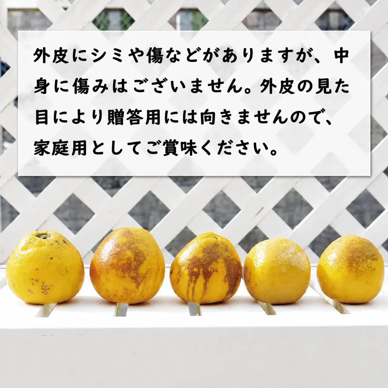【数量限定】 訳あり 河内晩柑 9kg （ Lサイズ 以上 ） 河内晩柑