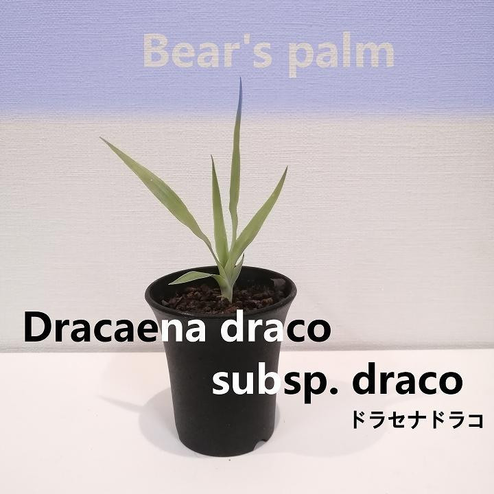 
ドラセナドラコ　Dracaena draco subsp.draco_栃木県大田原市生産品_Bear‘s palm
